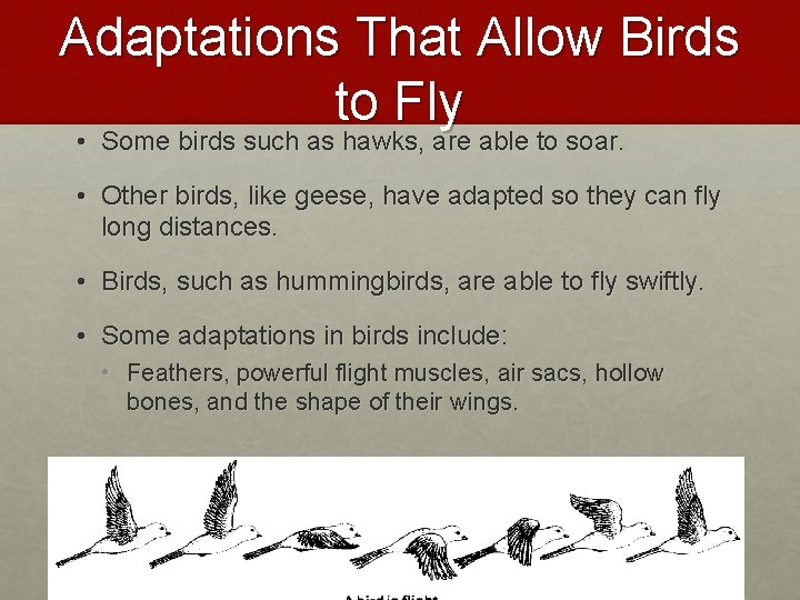 Adaptations That Allow Birds to Fly • Some birds such as hawks, are able