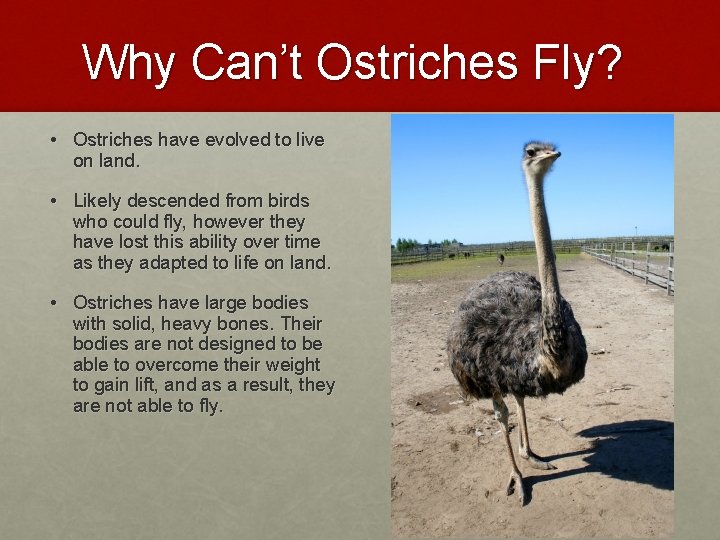 Why Can’t Ostriches Fly? • Ostriches have evolved to live on land. • Likely