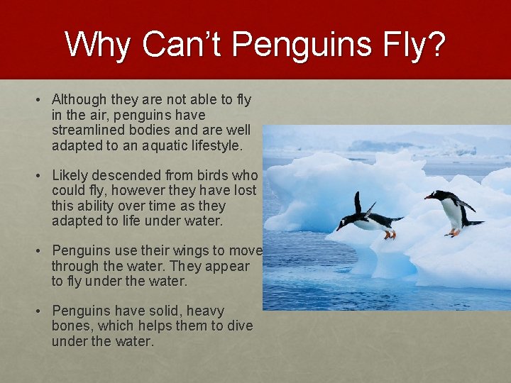 Why Can’t Penguins Fly? • Although they are not able to fly in the