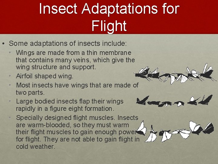 Insect Adaptations for Flight • Some adaptations of insects include: • Wings are made