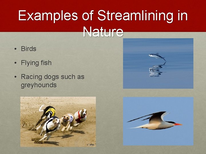 Examples of Streamlining in Nature • Birds • Flying fish • Racing dogs such