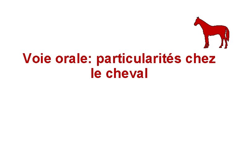 Voie orale: particularités chez le cheval 