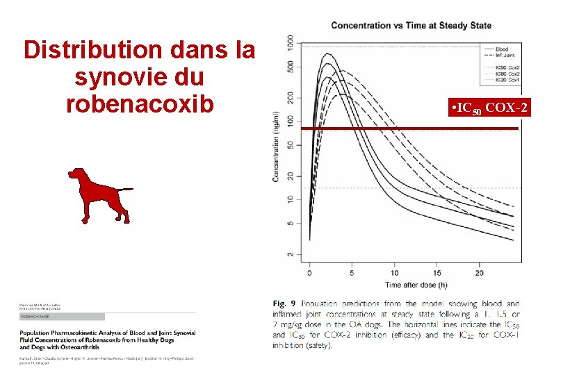 Distribution dans la synovie du robenacoxib • IC 50 COX-2 