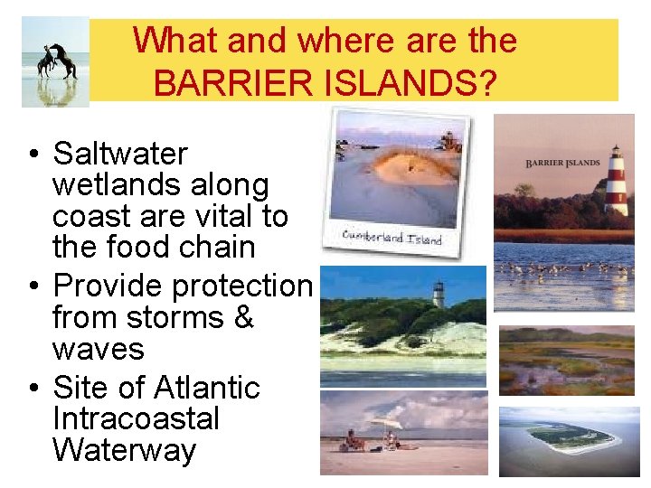 What and where are the BARRIER ISLANDS? • Saltwater wetlands along coast are vital What and where are the BARRIER ISLANDS? • Saltwater wetlands along coast are vital