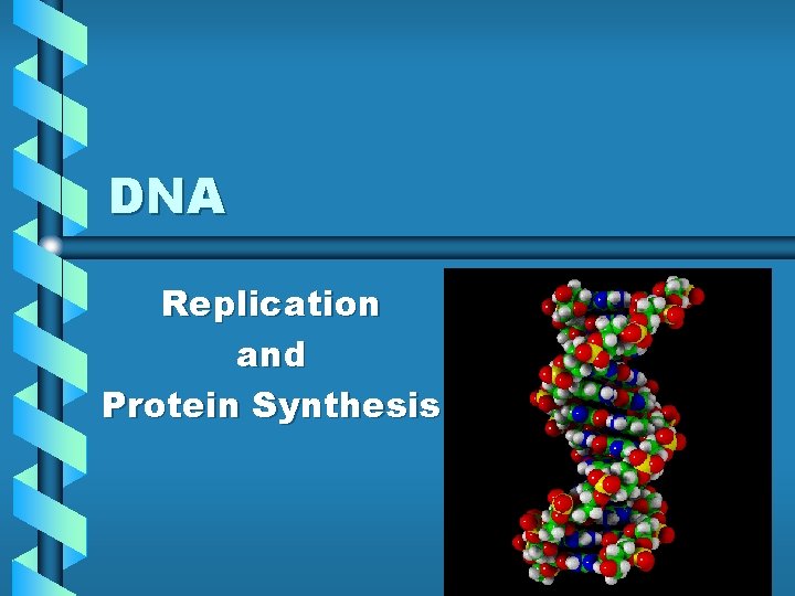 DNA Replication and Protein Synthesis 