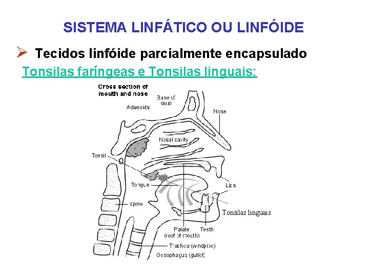 SISTEMA LINFÁTICO OU LINFÓIDE Ø Tecidos linfóide parcialmente encapsulado Tonsilas faríngeas e Tonsilas linguais: SISTEMA LINFÁTICO OU LINFÓIDE Ø Tecidos linfóide parcialmente encapsulado Tonsilas faríngeas e Tonsilas linguais: