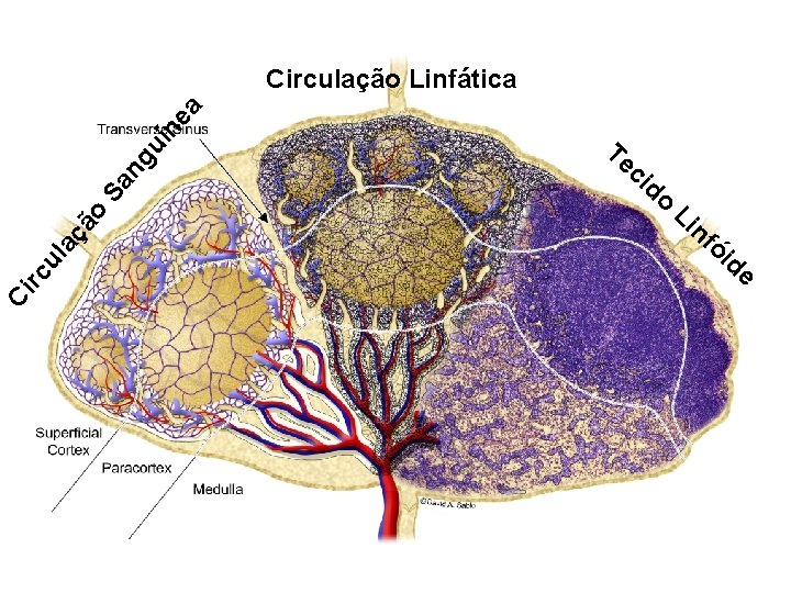 Ci rc ul aç ão Sa ng uí n ea Circulação Linfática Te ci Ci rc ul aç ão Sa ng uí n ea Circulação Linfática Te ci
