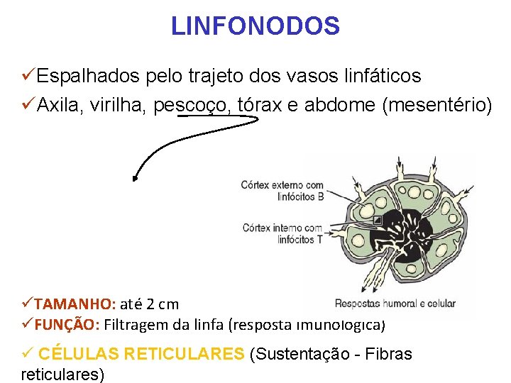 LINFONODOS üEspalhados pelo trajeto dos vasos linfáticos üAxila, virilha, pescoço, tórax e abdome (mesentério) LINFONODOS üEspalhados pelo trajeto dos vasos linfáticos üAxila, virilha, pescoço, tórax e abdome (mesentério)