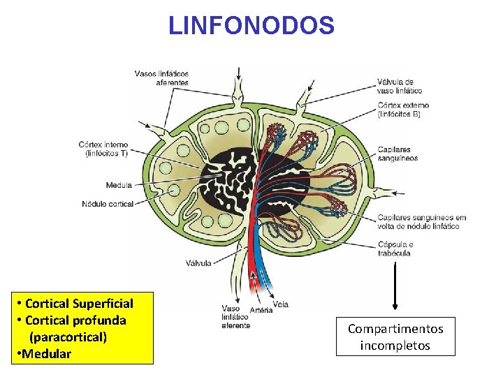 LINFONODOS • Cortical Superficial • Cortical profunda (paracortical) • Medular Compartimentos incompletos LINFONODOS • Cortical Superficial • Cortical profunda (paracortical) • Medular Compartimentos incompletos