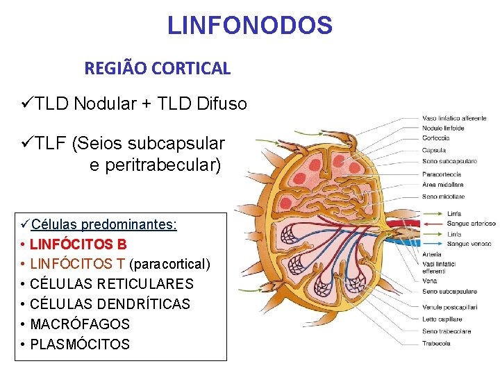 LINFONODOS REGIÃO CORTICAL üTLD Nodular + TLD Difuso üTLF (Seios subcapsular e peritrabecular) üCélulas LINFONODOS REGIÃO CORTICAL üTLD Nodular + TLD Difuso üTLF (Seios subcapsular e peritrabecular) üCélulas