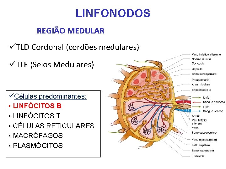 LINFONODOS REGIÃO MEDULAR üTLD Cordonal (cordões medulares) üTLF (Seios Medulares) üCélulas predominantes: • LINFÓCITOS LINFONODOS REGIÃO MEDULAR üTLD Cordonal (cordões medulares) üTLF (Seios Medulares) üCélulas predominantes: • LINFÓCITOS