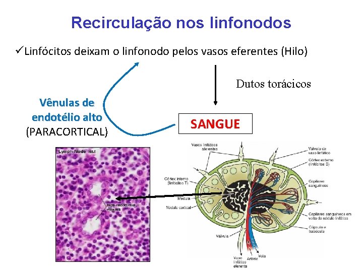 Recirculação nos linfonodos üLinfócitos deixam o linfonodo pelos vasos eferentes (Hilo) Dutos torácicos Vênulas Recirculação nos linfonodos üLinfócitos deixam o linfonodo pelos vasos eferentes (Hilo) Dutos torácicos Vênulas