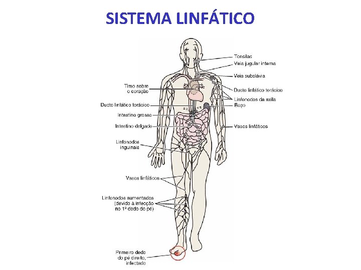 SISTEMA LINFÁTICO SISTEMA LINFÁTICO