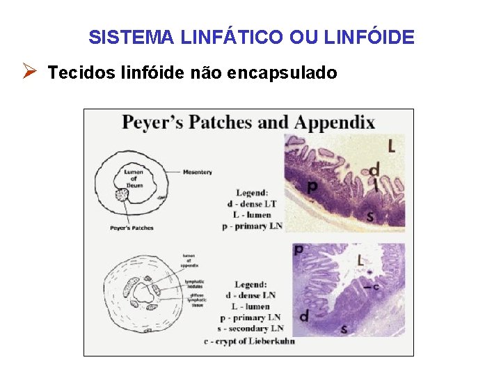 SISTEMA LINFÁTICO OU LINFÓIDE Ø Tecidos linfóide não encapsulado SISTEMA LINFÁTICO OU LINFÓIDE Ø Tecidos linfóide não encapsulado