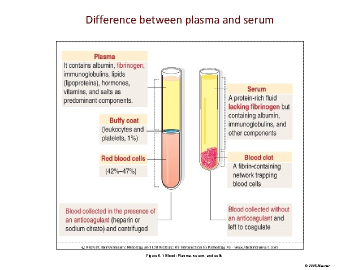 Difference between plasma and serum Figure 6 -1 Blood: Plasma, serum, and cells ©