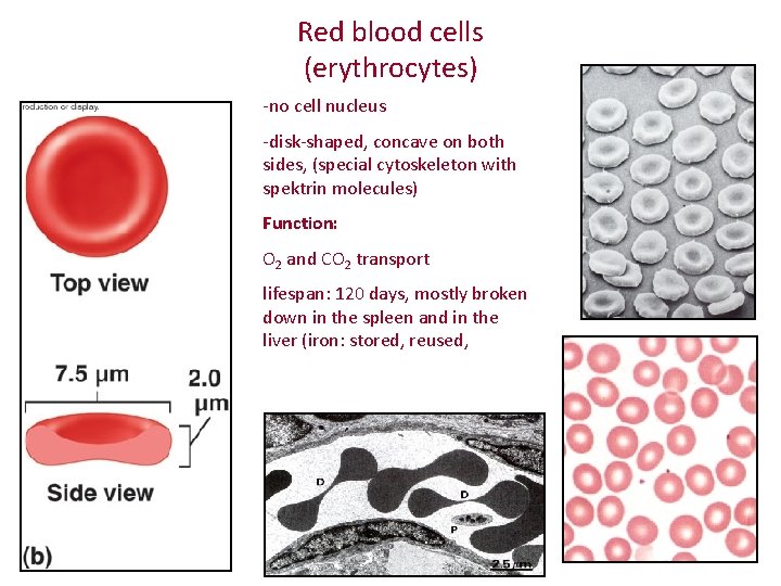 Red blood cells (erythrocytes) -no cell nucleus -disk-shaped, concave on both sides, (special cytoskeleton