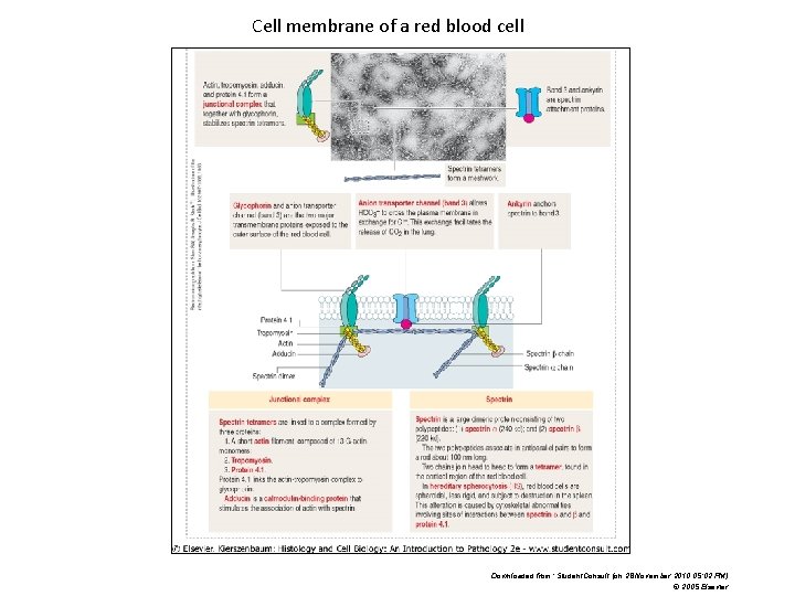 Cell membrane of a red blood cell Downloaded from: Student. Consult (on 28 November