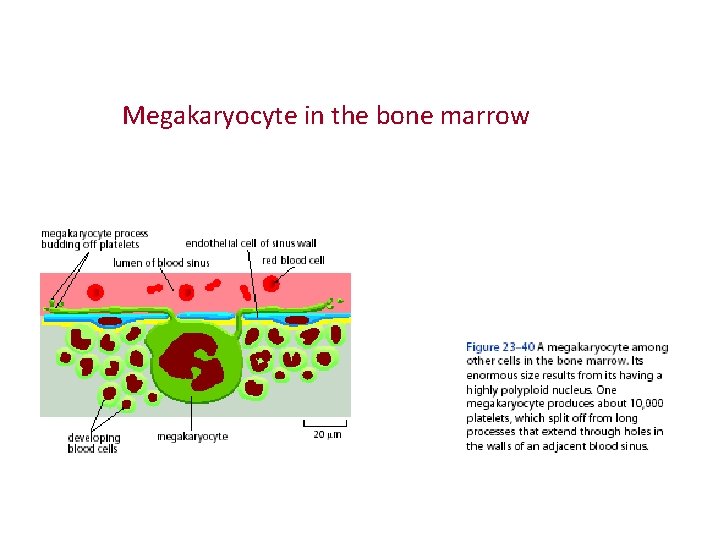 Megakaryocyte in the bone marrow 