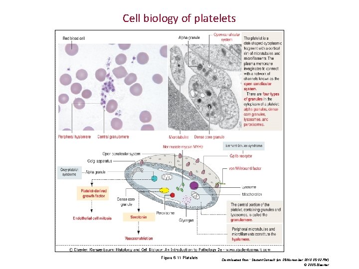 Cell biology of platelets Figure 6 -11 Platelets Downloaded from: Student. Consult (on 28