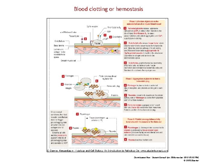 Blood clotting or hemostasis Downloaded from: Student. Consult (on 28 November 2010 05: 02