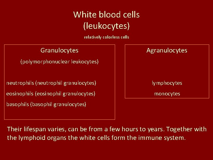 White blood cells (leukocytes) relatively colorless cells Granulocytes Agranulocytes (polymorphonuclear leukocytes) neutrophils (neutrophil granulocytes)