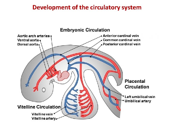 Development of the circulatory system 