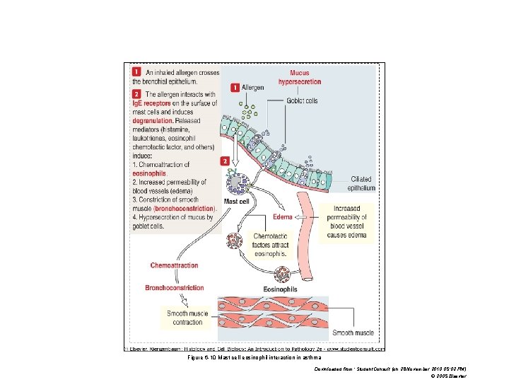 Figure 6 -10 Mast cell-eosinophil interaction in asthma Downloaded from: Student. Consult (on 28