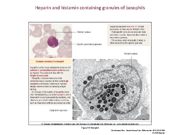 Heparin and histamin containing granules of basophils Figure 6 -6 Basophil Downloaded from: Student.