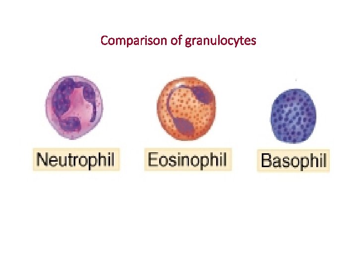 Comparison of granulocytes 