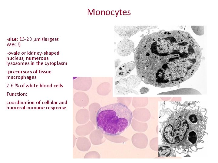 Monocytes -size: 15 -20 mm (largest WBC!) -ovale or kidney-shaped nucleus, numerous lysosomes in