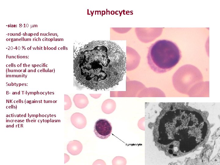 Lymphocytes -size: 8 -10 mm -round-shaped nucleus, organellum rich citoplasm -20 -40 % of