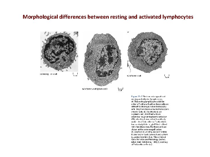 Morphological differences between resting and activated lymphocytes 