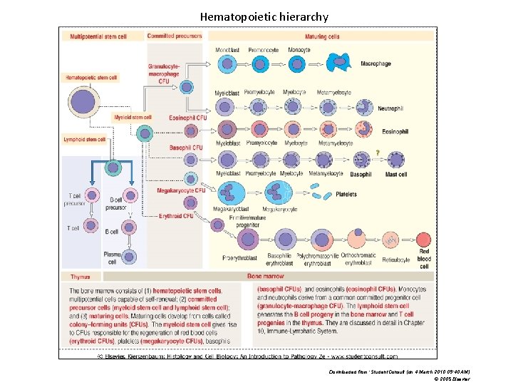 Hematopoietic hierarchy Downloaded from: Student. Consult (on 4 March 2010 09: 40 AM) ©