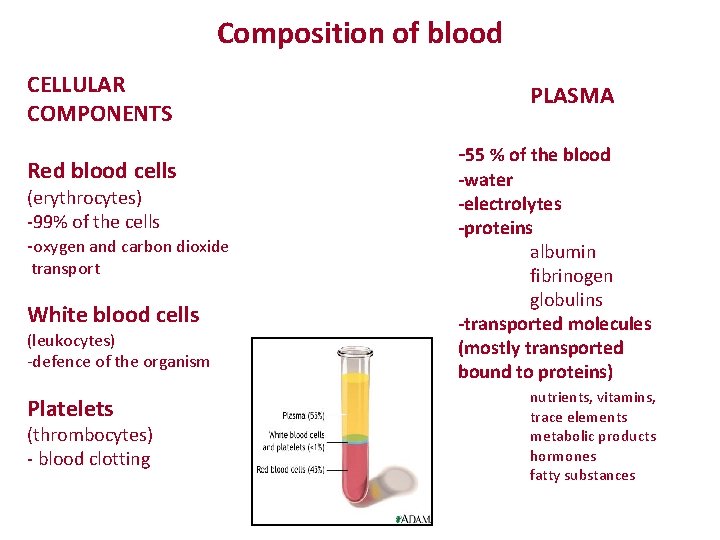 Composition of blood CELLULAR COMPONENTS Red blood cells (erythrocytes) -99% of the cells -oxygen