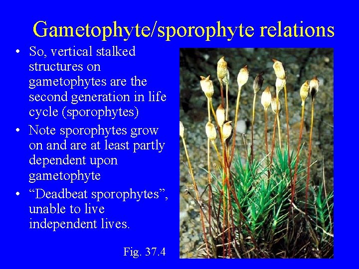 Gametophyte/sporophyte relations • So, vertical stalked structures on gametophytes are the second generation in