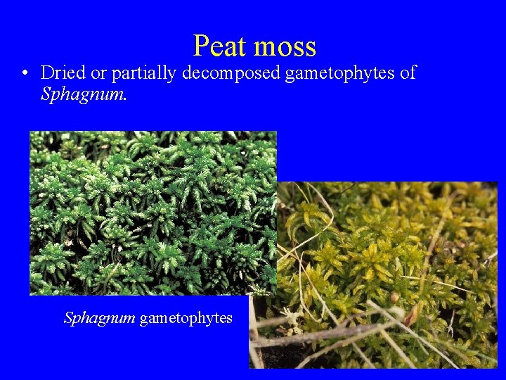 Peat moss • Dried or partially decomposed gametophytes of Sphagnum gametophytes 