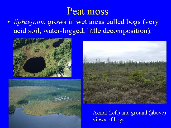 Peat moss • Sphagnum grows in wet areas called bogs (very acid soil, water-logged,