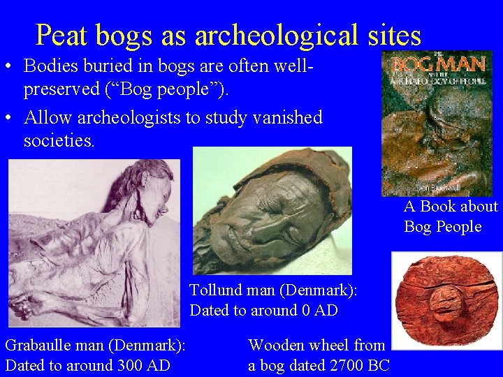 Peat bogs as archeological sites • Bodies buried in bogs are often wellpreserved (“Bog