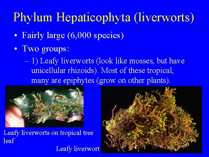 Phylum Hepaticophyta (liverworts) • Fairly large (6, 000 species) • Two groups: – 1)