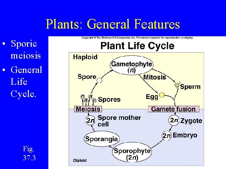 Plants: General Features • Sporic meiosis • General Life Cycle. Fig. 37. 3 