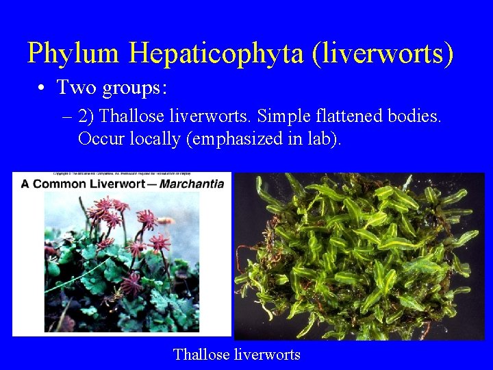 Phylum Hepaticophyta (liverworts) • Two groups: – 2) Thallose liverworts. Simple flattened bodies. Occur