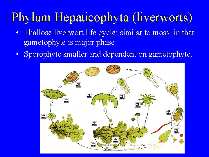 Phylum Hepaticophyta (liverworts) • Thallose liverwort life cycle: similar to moss, in that gametophyte