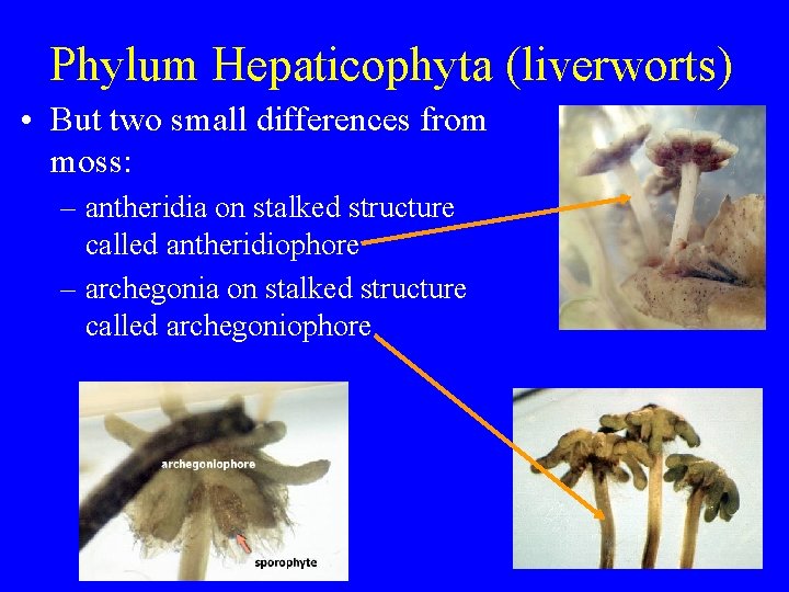 Phylum Hepaticophyta (liverworts) • But two small differences from moss: – antheridia on stalked