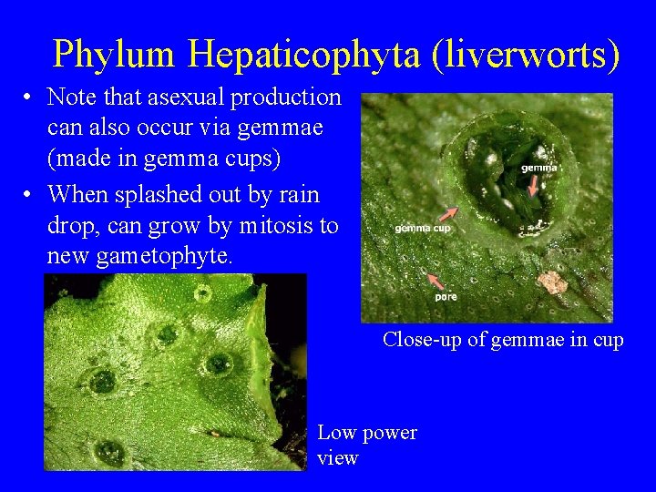 Phylum Hepaticophyta (liverworts) • Note that asexual production can also occur via gemmae (made