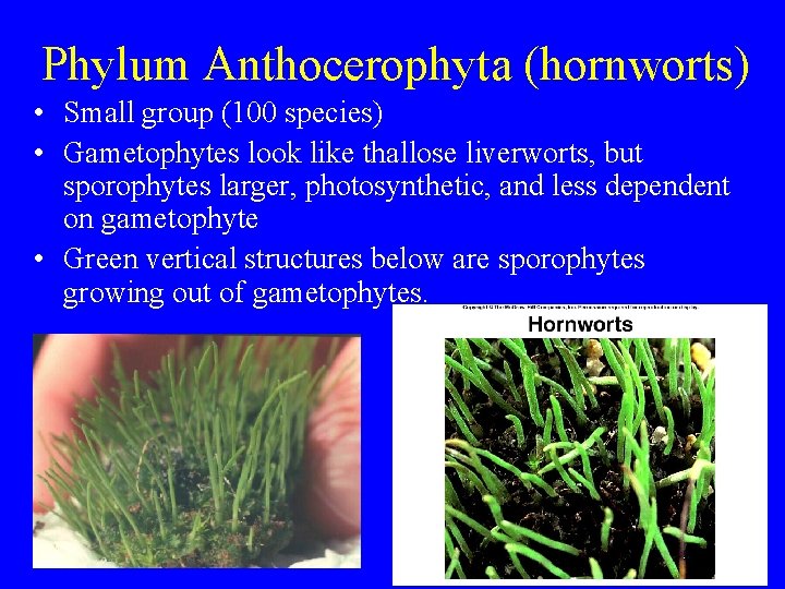 Phylum Anthocerophyta (hornworts) • Small group (100 species) • Gametophytes look like thallose liverworts,