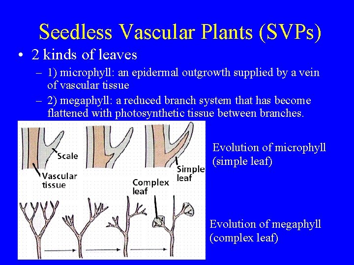 Seedless Vascular Plants (SVPs) • 2 kinds of leaves – 1) microphyll: an epidermal