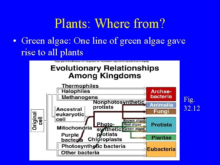 Plants: Where from? • Green algae: One line of green algae gave rise to