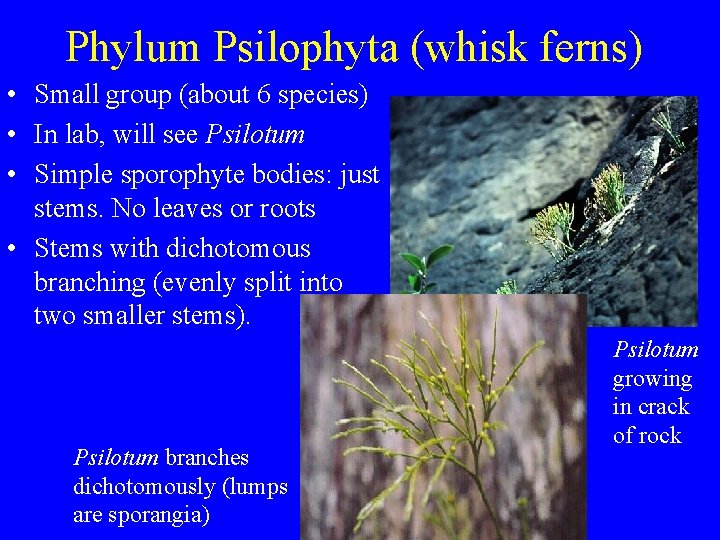 Phylum Psilophyta (whisk ferns) • Small group (about 6 species) • In lab, will