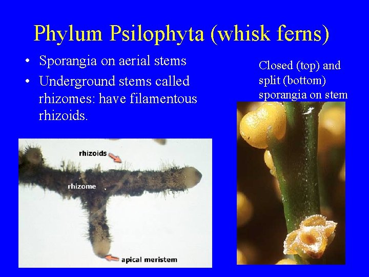 Phylum Psilophyta (whisk ferns) • Sporangia on aerial stems • Underground stems called rhizomes: