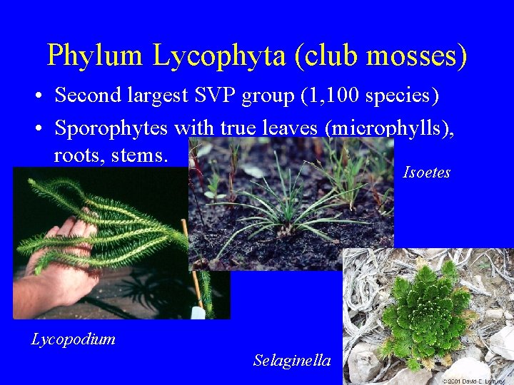 Phylum Lycophyta (club mosses) • Second largest SVP group (1, 100 species) • Sporophytes